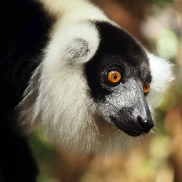 CAP MASOALA N.P + NOSY MANGABE PARK + SAINTE MARIE TOUR