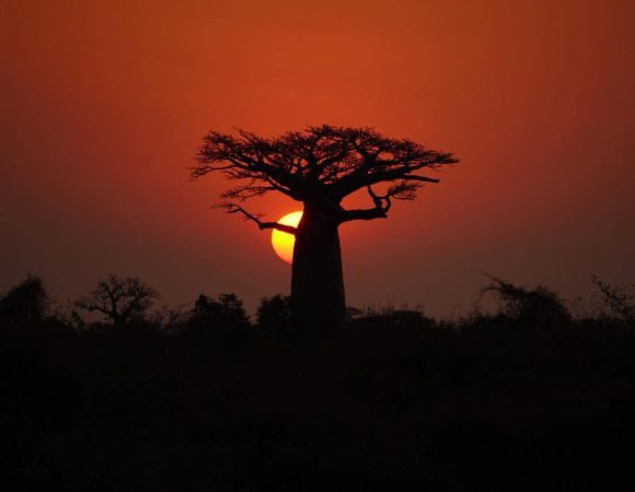 A 22 DAYS OF MADAGASCAR