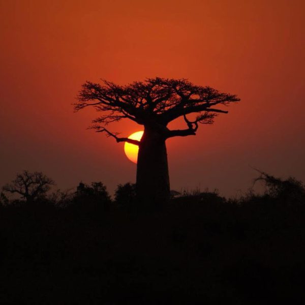 A 22 DAYS OF MADAGASCAR